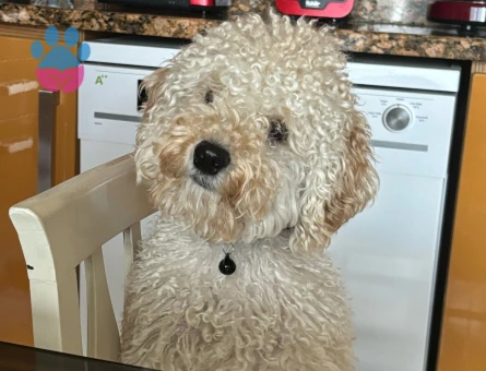 Oğlum Leo'ya eş arıyorum.