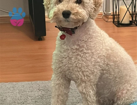 Oğlum Leo'ya eş arıyorum.