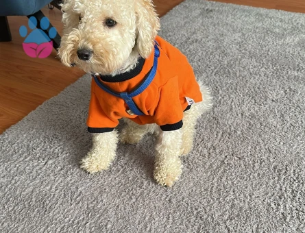 Oğlum Leo'ya eş arıyorum.