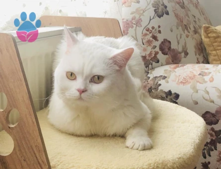 British shorthair kedim için eş arıyorum