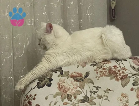 British shorthair kedim için eş arıyorum