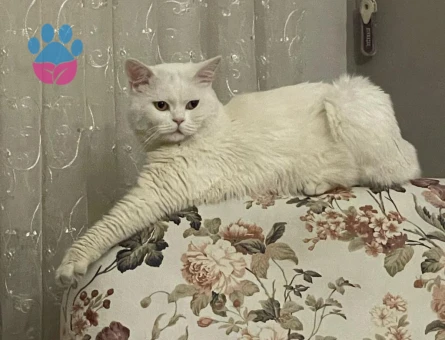 British shorthair kedim için eş arıyorum