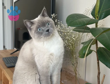 British Shorthair