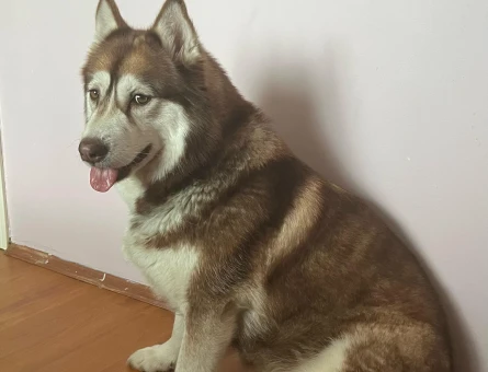 Husky kızımıza yetenekli erkek aranıyor 😻 - 118976406