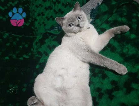 British Shorthair 1 Yaşında Eş Arıyor