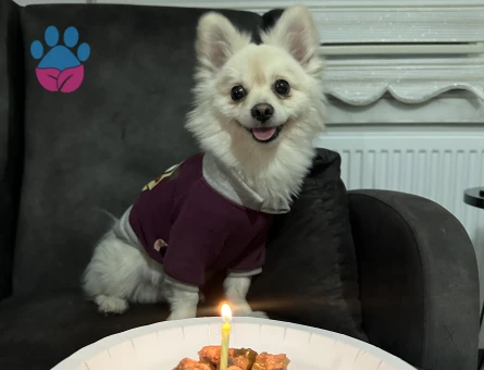 Pomerian Spitz 2 Yaşında Eş Arıyor