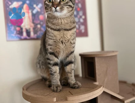 Tekir Dişi Kedimize Scottish Bir Eş Ariyoruz