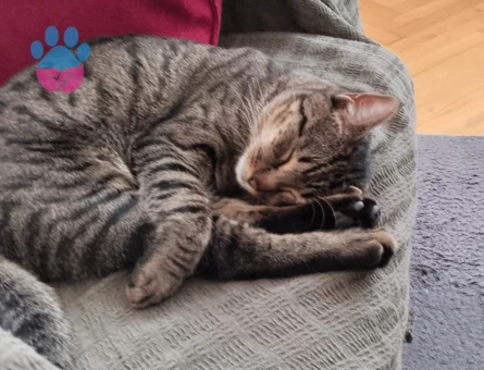 Erkek Tekir 9 Aylık Eş Arıyor