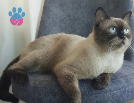 1,5 yaşında simsim kedim eş arıyor