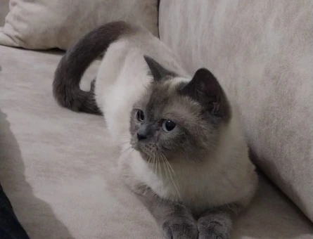 Scottish Fold Dişi Kedime Eş Arıyorum - 118968747