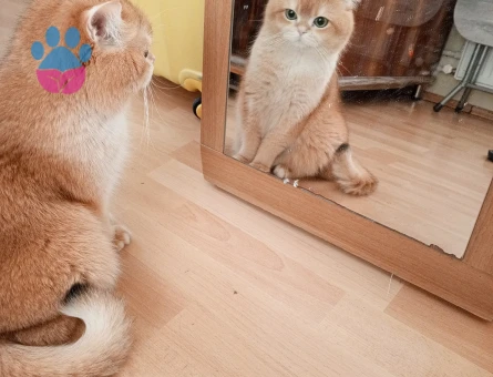 British Shorthair 2 Yaşında Eş Arıyor