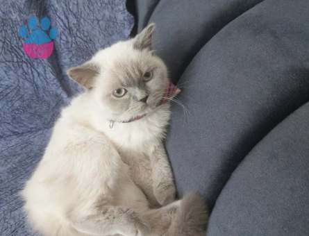 British Shorthair 1 Yaşında Eş Arıyoruz