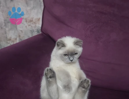 British Shorthair 1 Yaşında Eş Arıyoruz