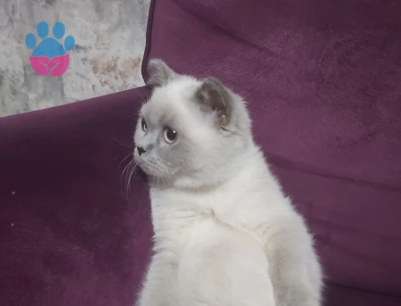 British Shorthair 1 Yaşında Eş Arıyoruz