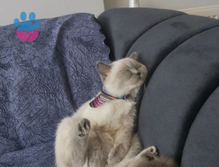 British Shorthair 1 Yaşında Eş Arıyoruz