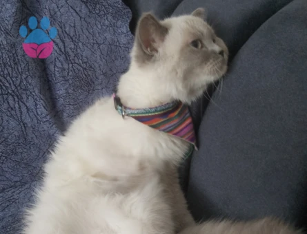 British Shorthair 1 Yaşında Eş Arıyoruz