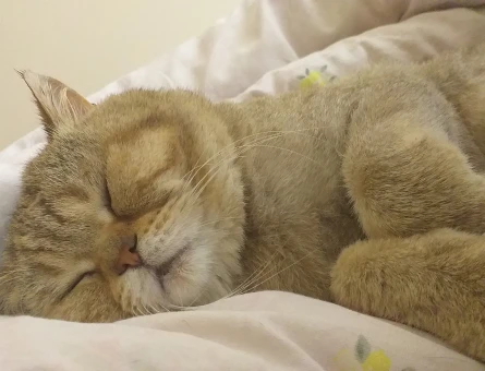 British Shorthair YODA Eş Arıyor - 118968763