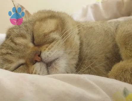 British Shorthair YODA Eş Arıyor