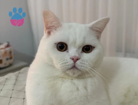 british shorthair oğluma prenses arıyorum
