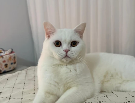british shorthair oğluma prenses arıyorum - 118968780