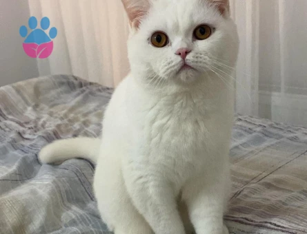 british shorthair oğluma prenses arıyorum