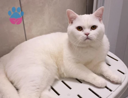 british shorthair oğluma prenses arıyorum