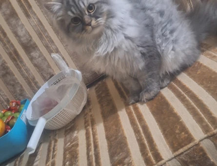 Kedim gümüşe eş arıyorum british long hair - 118968782