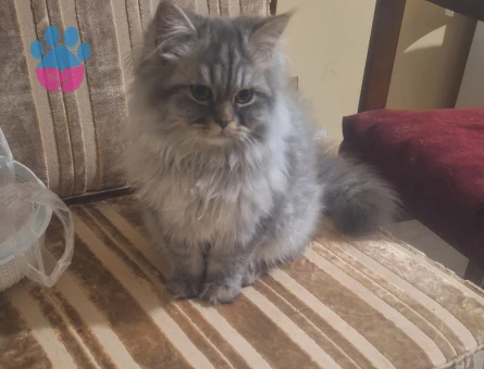 Kedim gümüşe eş arıyorum british long hair