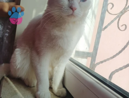 Aşıları kontrolleri tam eş arıyoruz