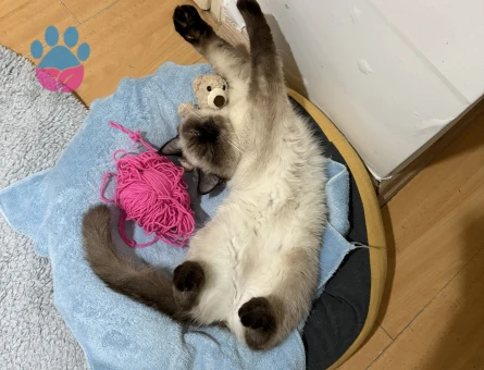 Kızandaki Kızımıza Eş Arıyoruz