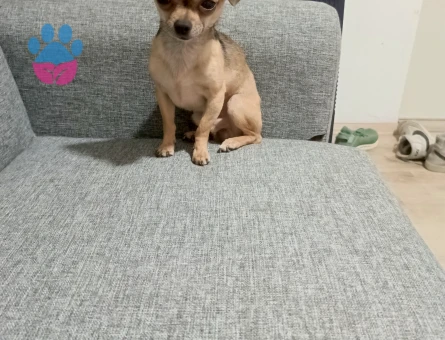 Herkule dışı arıyorum