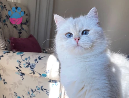 Kızım için aynı cins damat arıyoruz