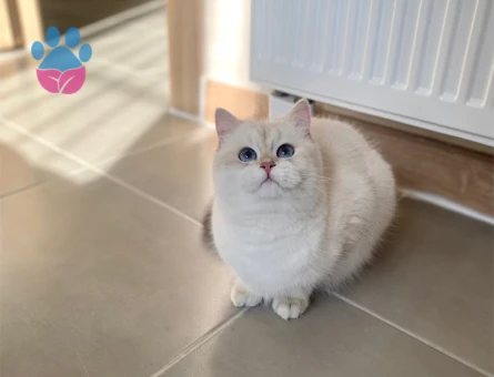 Kızım için aynı cins damat arıyoruz