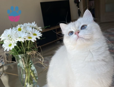 Kızım için aynı cins damat arıyoruz