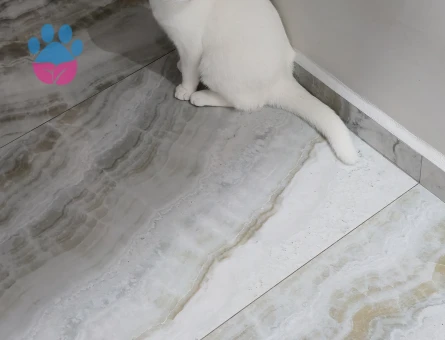 8 aylık oğlumuza ilk çiftleşme için eş arıyoruz