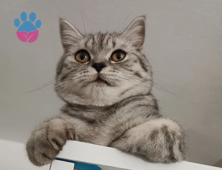 Simba Oğlumuza Müstakbel bir Eş