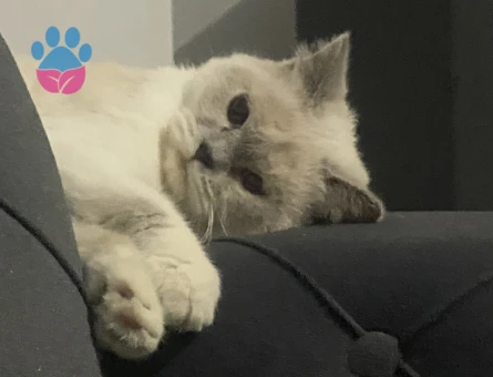 1 Yaşında British Shorthair Dİşi Kızgınlıkta