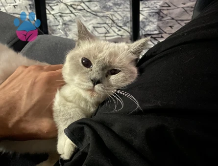 1 Yaşında British Shorthair Dİşi Kızgınlıkta