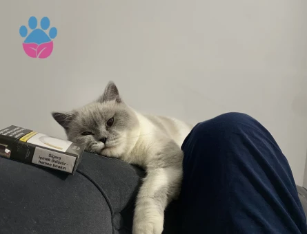 1 Yaşında British Shorthair Dİşi Kızgınlıkta