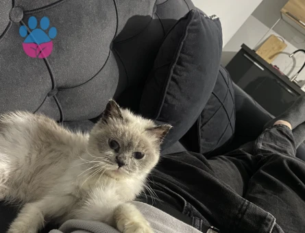 1 Yaşında British Shorthair Dİşi Kızgınlıkta