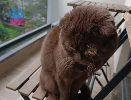 Scottish Fold 2 Yaşında Erkek Kızgınlıkta