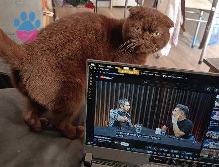 Scottish Fold 2 Yaşında Erkek Kızgınlıkta