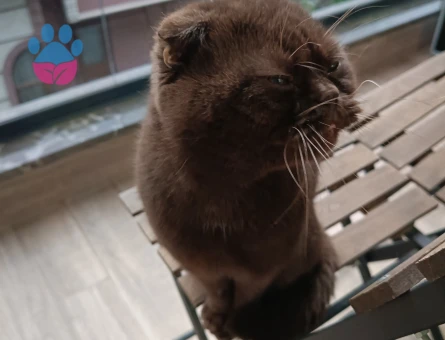 Scottish Fold 2 Yaşında Erkek Kızgınlıkta