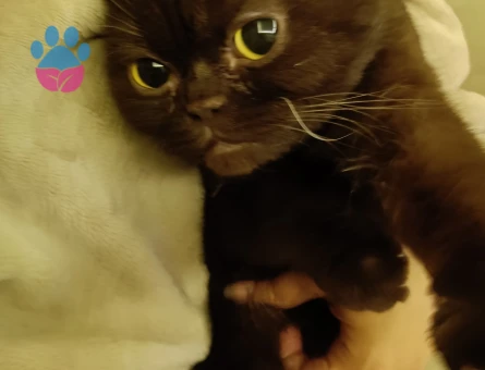Scottish Fold 2 Yaşında Erkek Kızgınlıkta