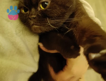 Scottish Fold 2 Yaşında Erkek Kızgınlıkta