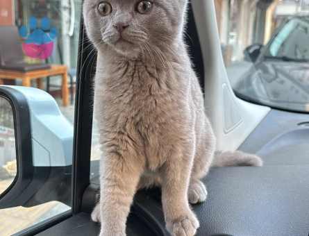 British shorthair kedime çiftleştirecek dişi arıyorum