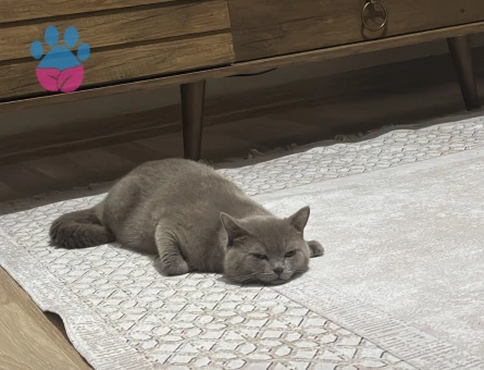 British shorthair kedime çiftleştirecek dişi arıyorum