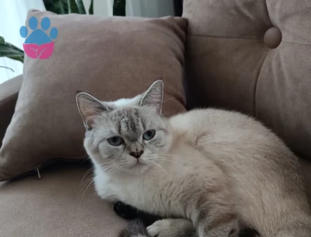 British Shorthair erkek eş arıyorum