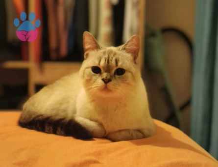 British Shorthair erkek eş arıyorum