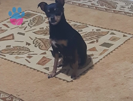 Minyatür Pinscher Dişi Boncuk eş arıyorum